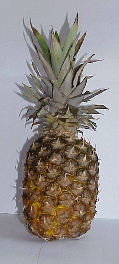 ananas 04