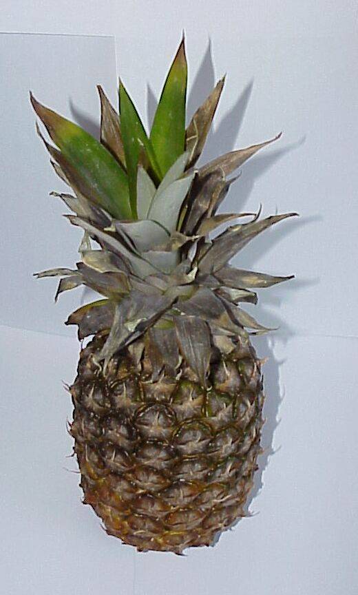 ananas 06