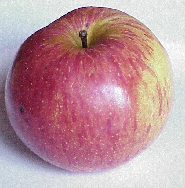 apfel 07