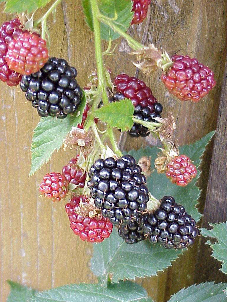 brombeeren 01