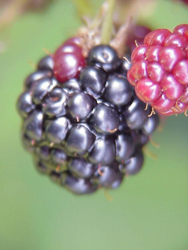 brombeeren 03