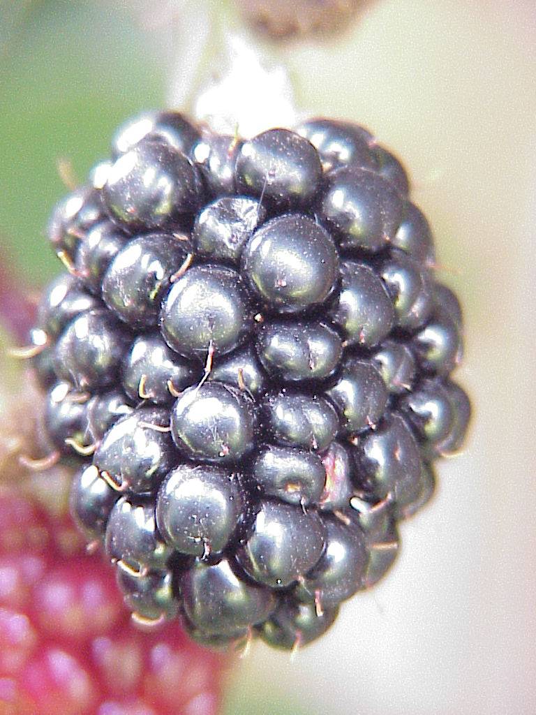 brombeeren 04