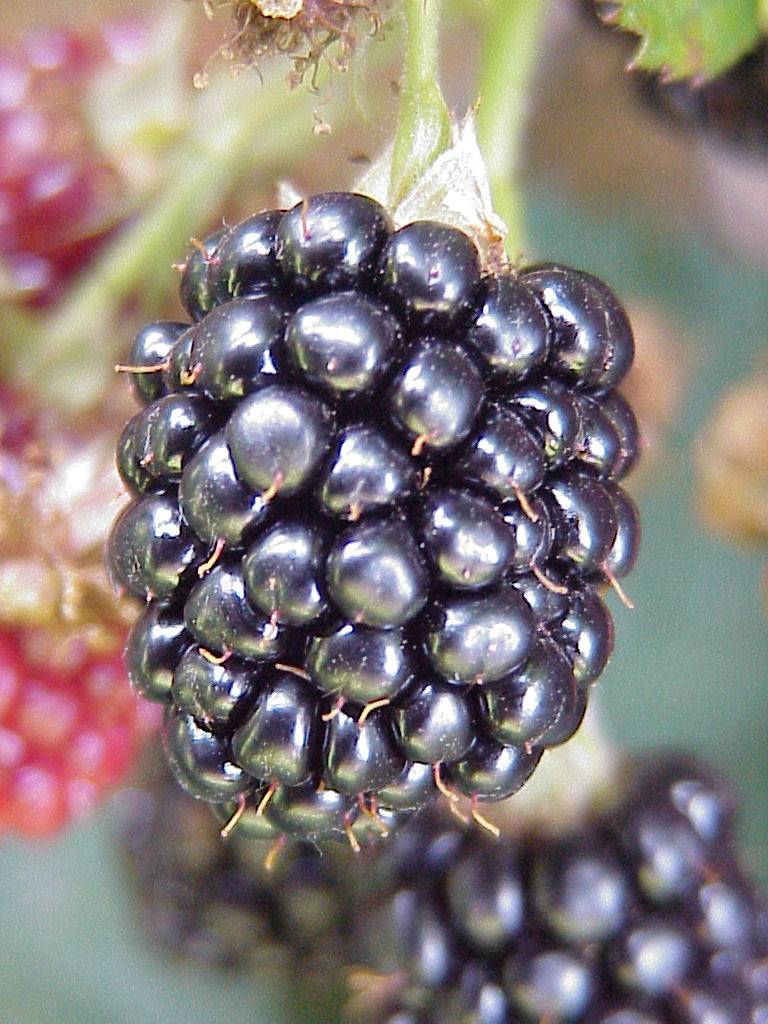 brombeeren 05