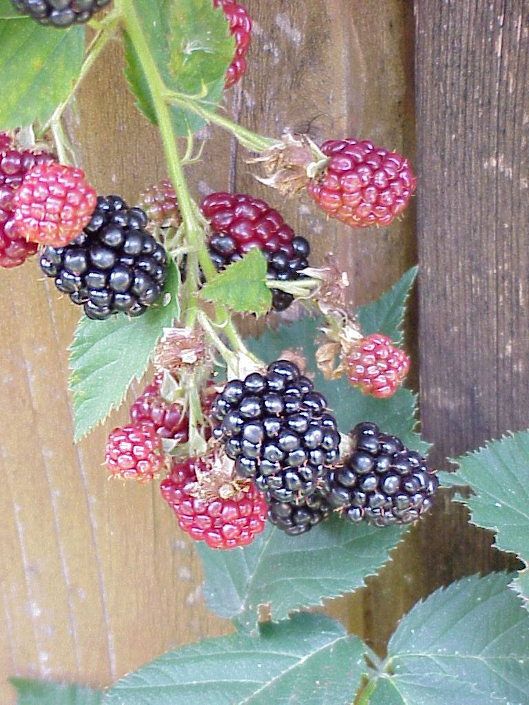 brombeeren 06