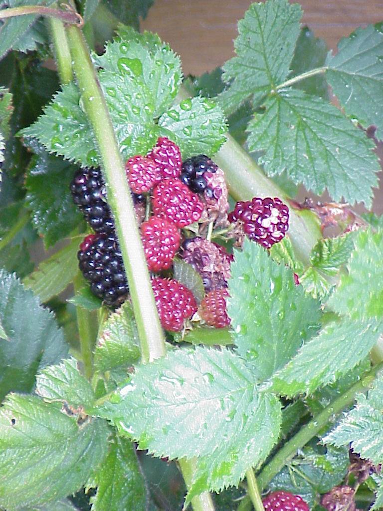 brombeeren 07