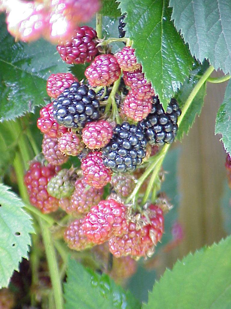 brombeeren 08