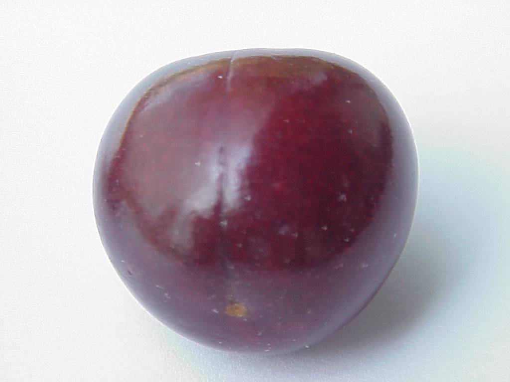 kirsche 05