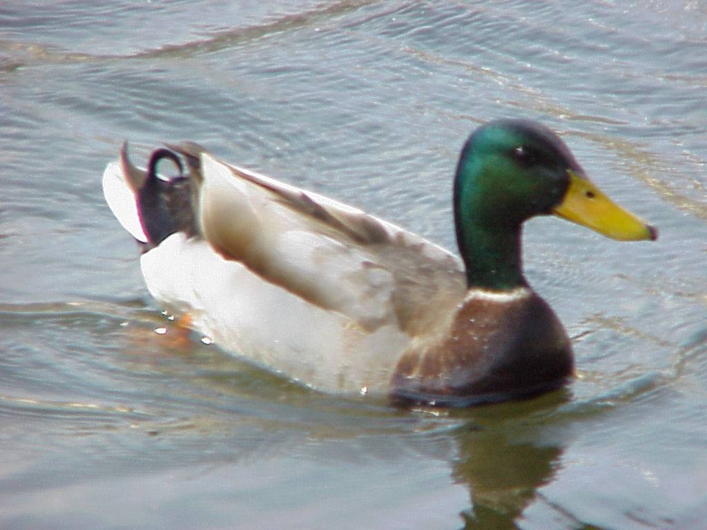 ente 04