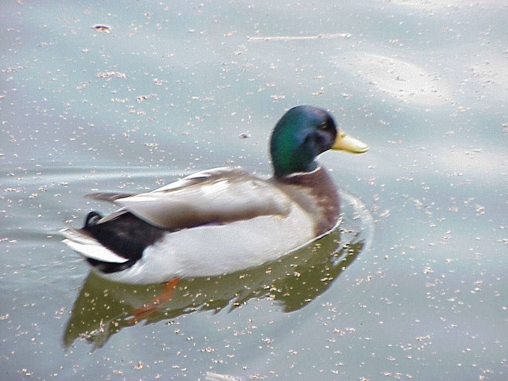 ente 06