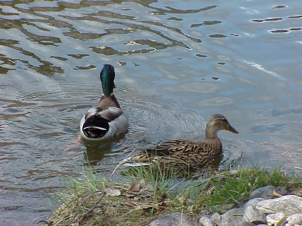 enten 02