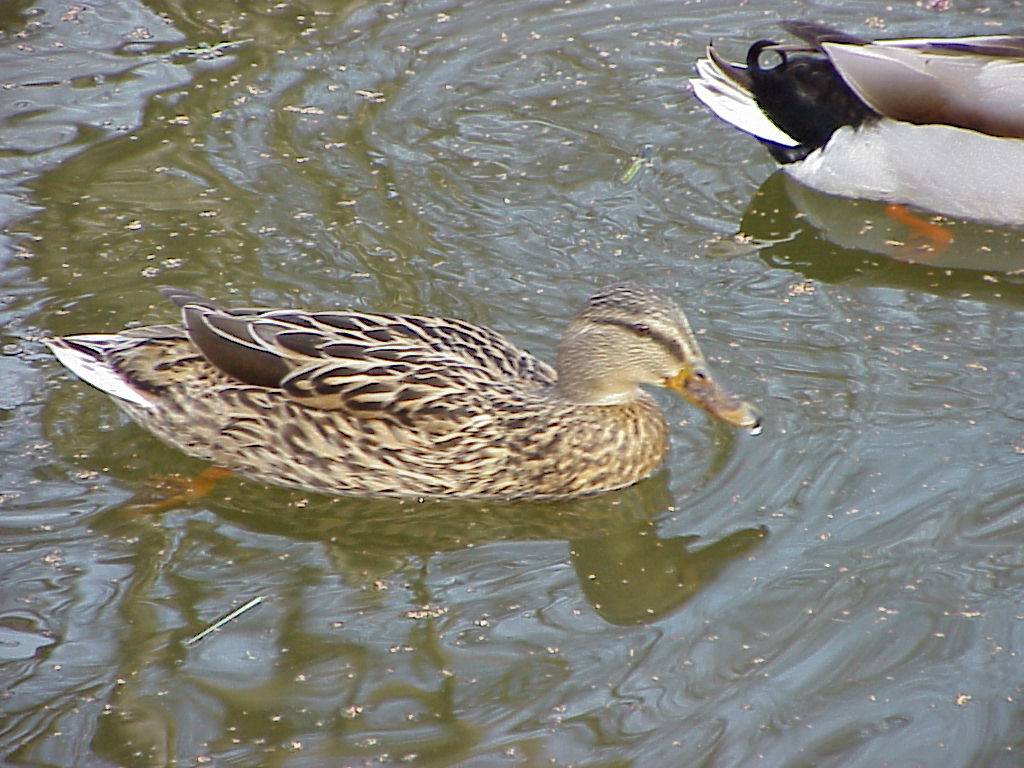 enten 03