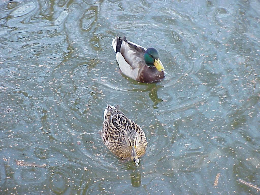 enten 05