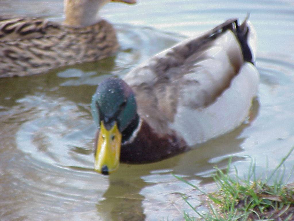 enten 07