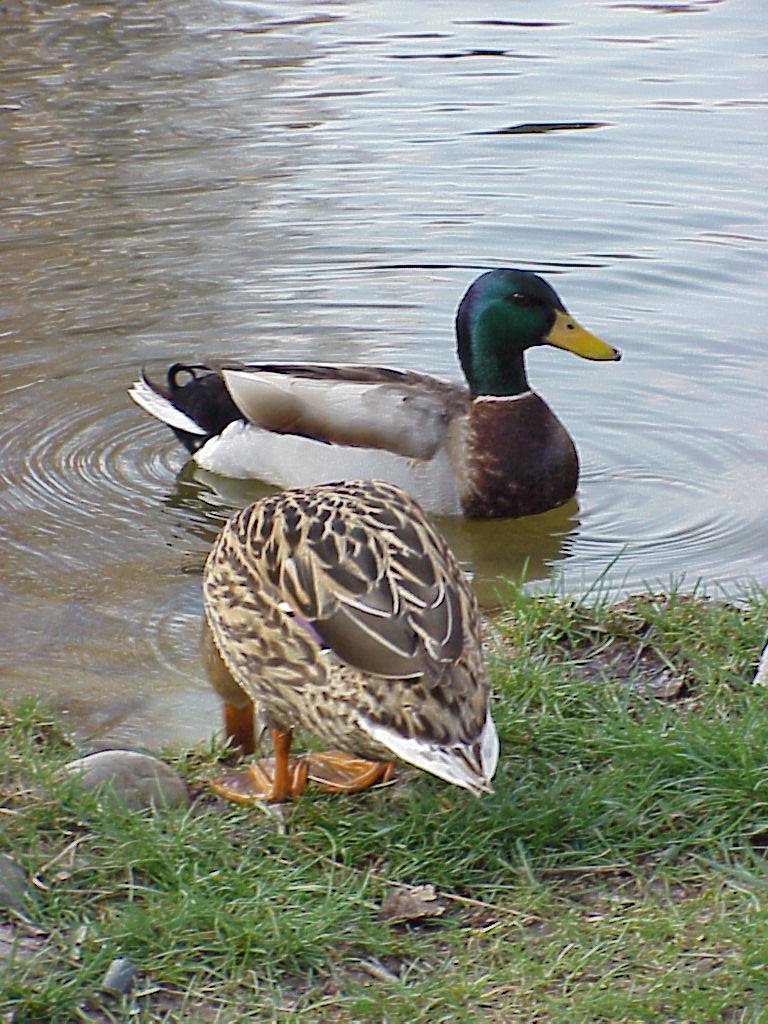 enten 08