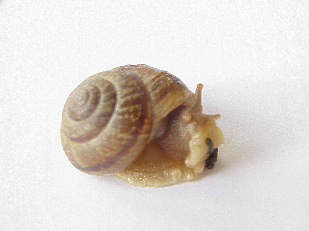 schnecke 02