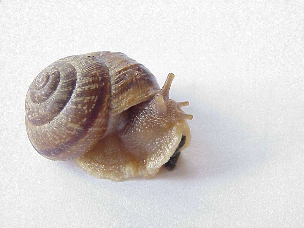 schnecke 08