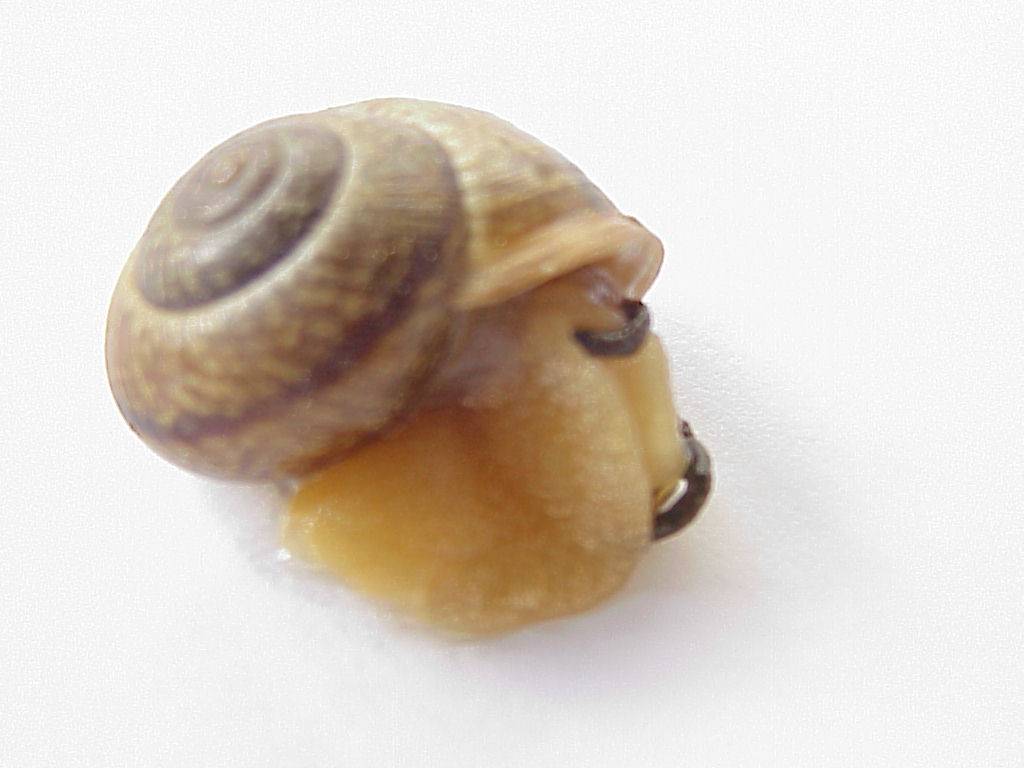 schnecke 09