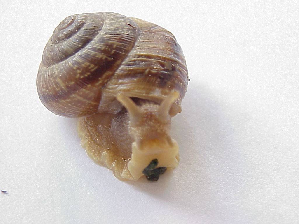 schnecke 10