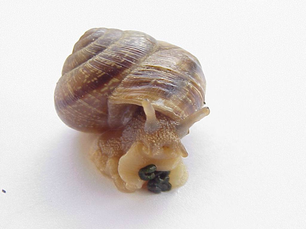 schnecke 12