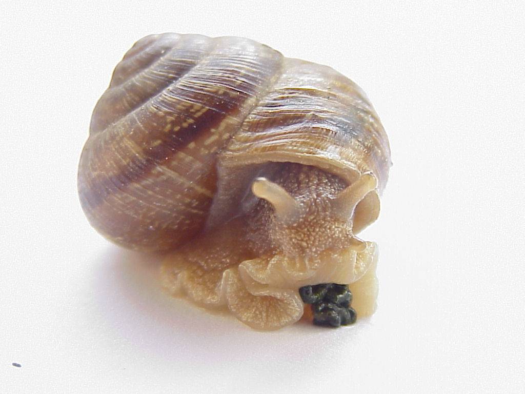 schnecke 16