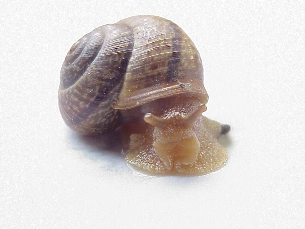 schnecke 23