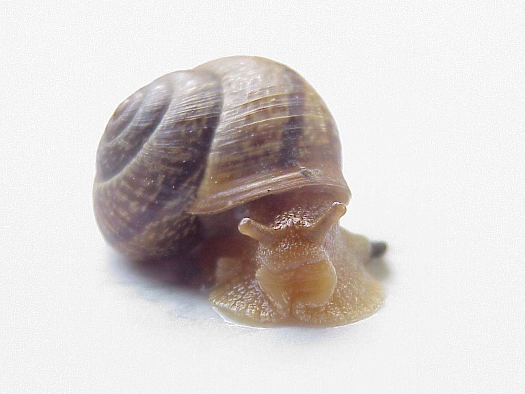 schnecke 24