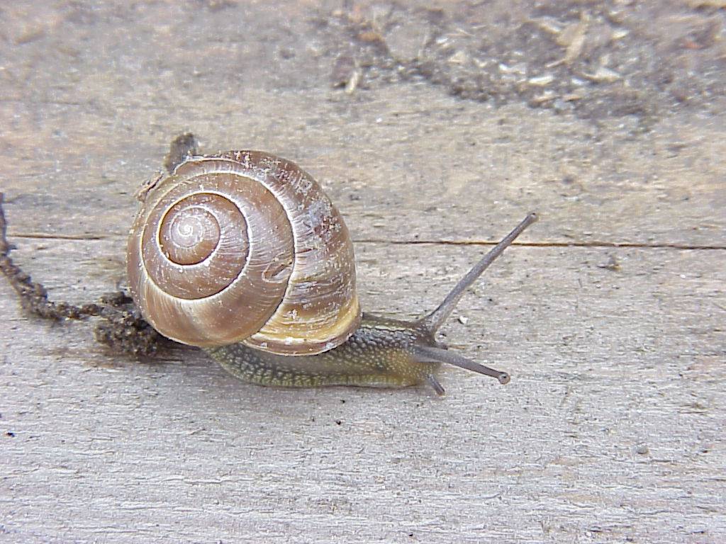 schnecke 27