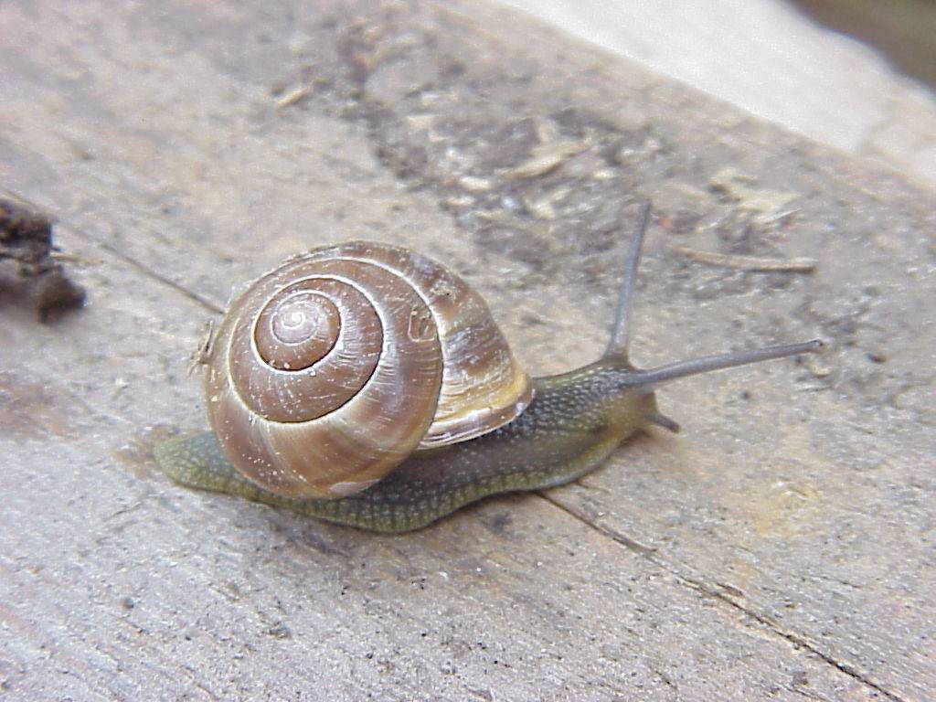 schnecke 28