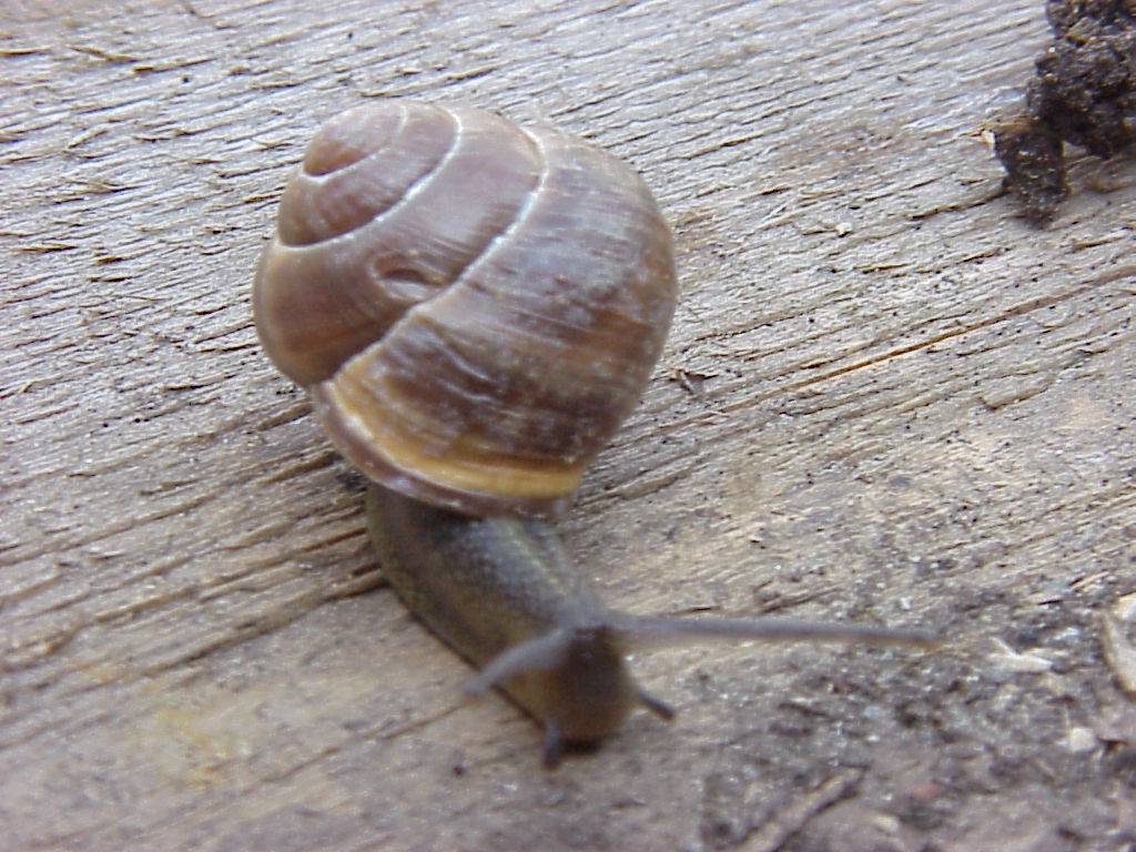 schnecke 29