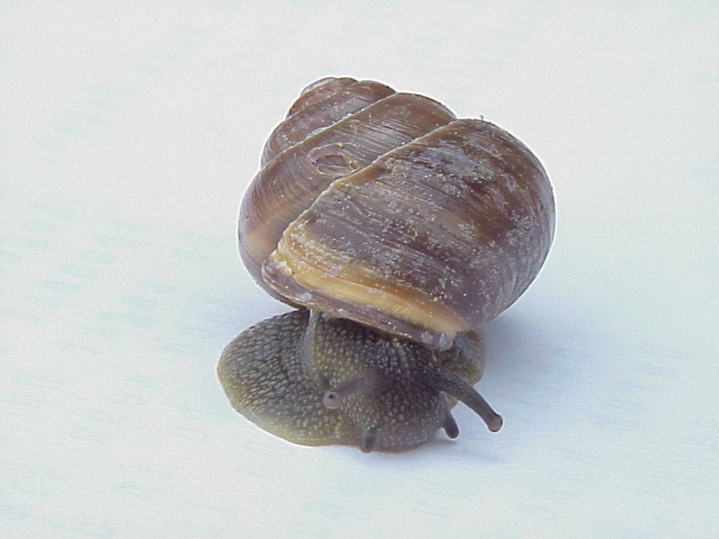 schnecke 30