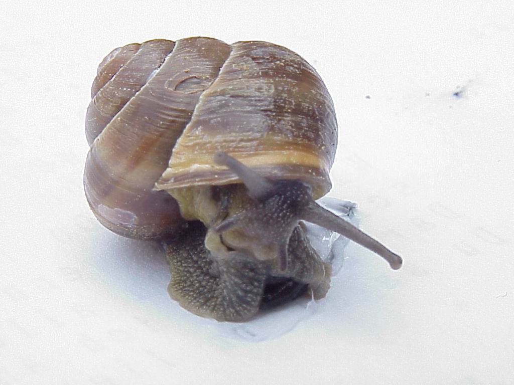 schnecke 32