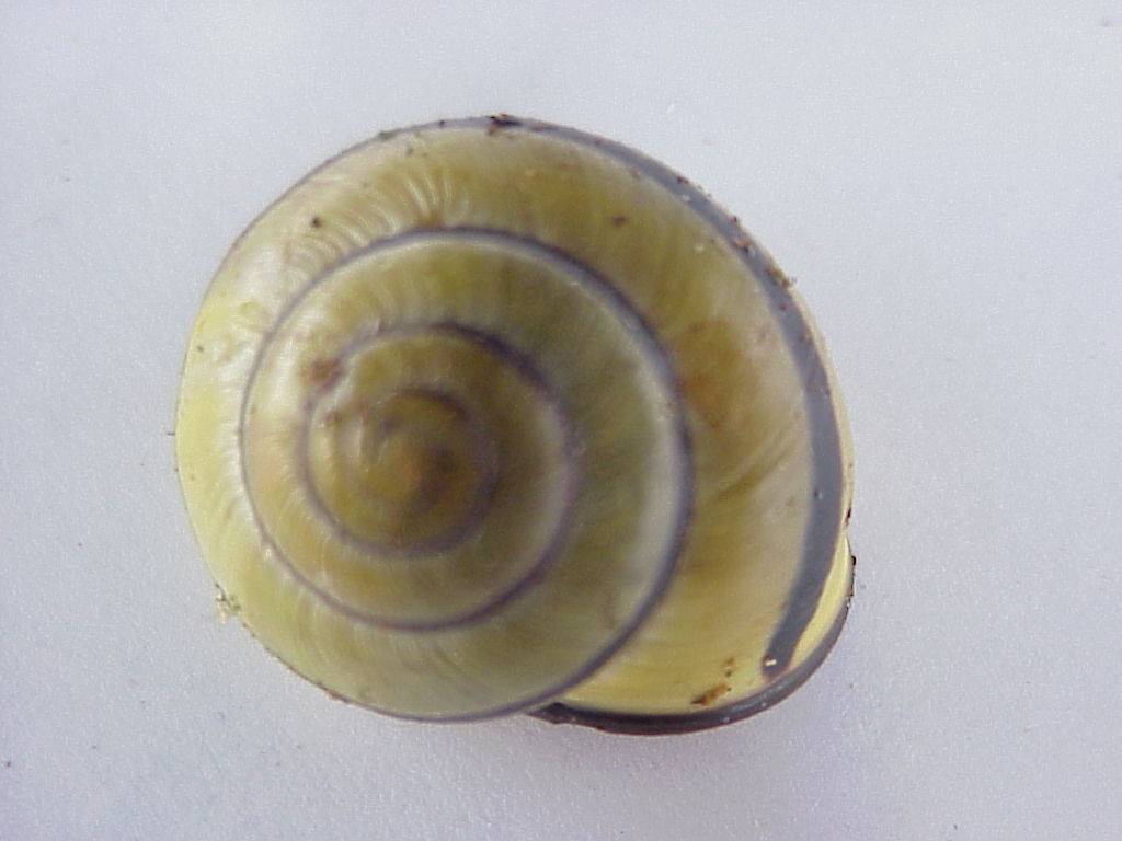 schnecke 35