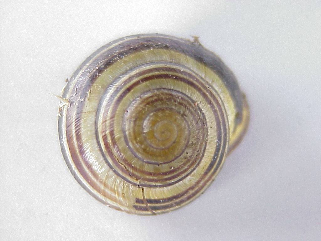 schnecke 36