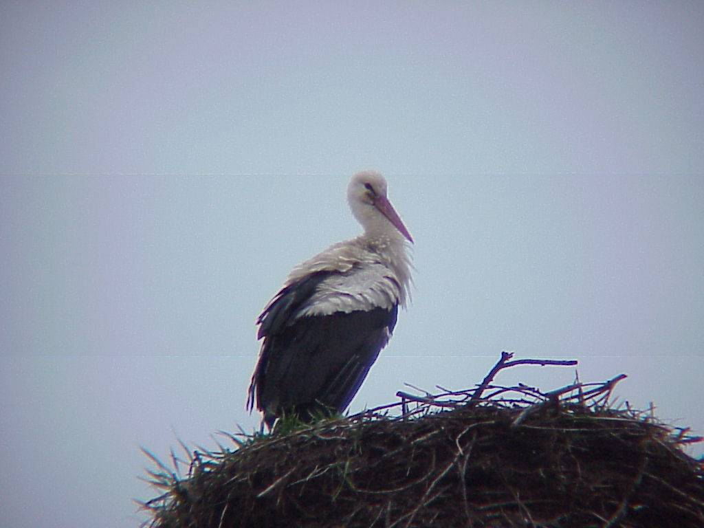 storch 06