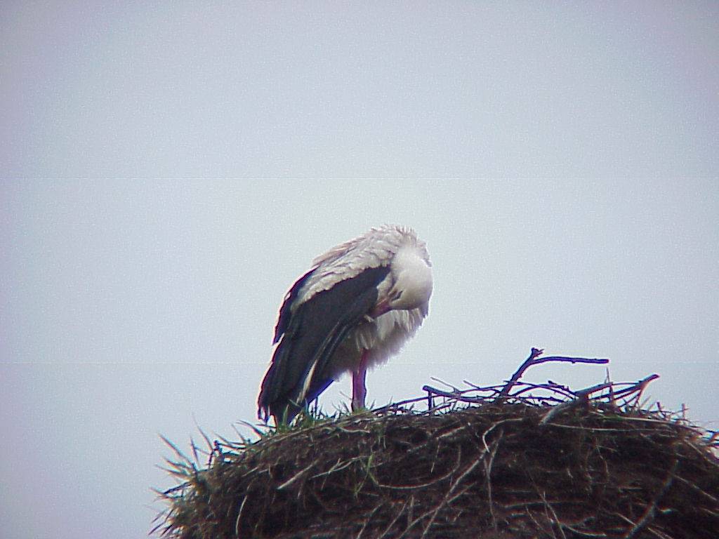 storch 07