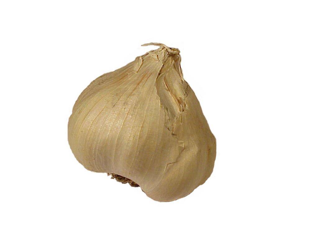 knoblauch 04