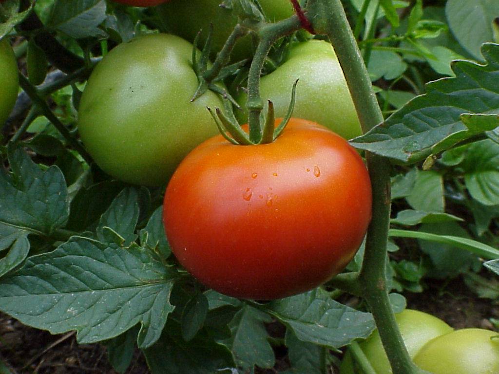 tomaten 22