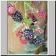 brombeeren 01