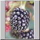 brombeeren 05