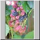 brombeeren 08