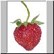 erdbeere 01 erdbeere 01