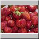erdbeere 03 erdbeere 03