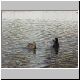 enten 01 enten 01