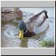 enten 07 enten 07