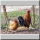 huhn 01 huhn 01