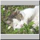 katze 01 katze 01