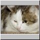 katze 07 katze 07
