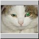 katze 09 katze 09
