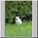 katze 16 katze 16