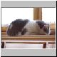 katze 23 katze 23